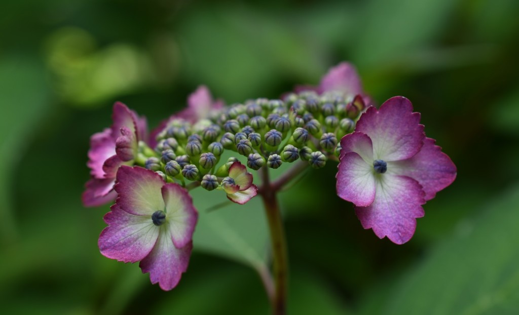 山紫陽花