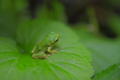 カモフラージュ？