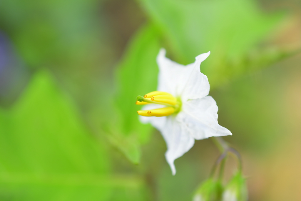 可憐な花