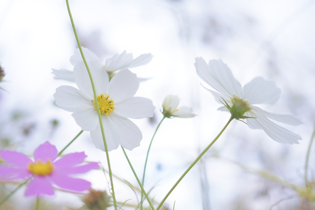 秋桜