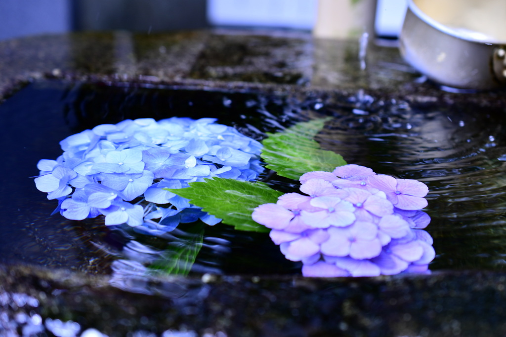 Ｗａｔｅｒ　ｂｌｏｏｍ