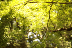 あたたかい陽