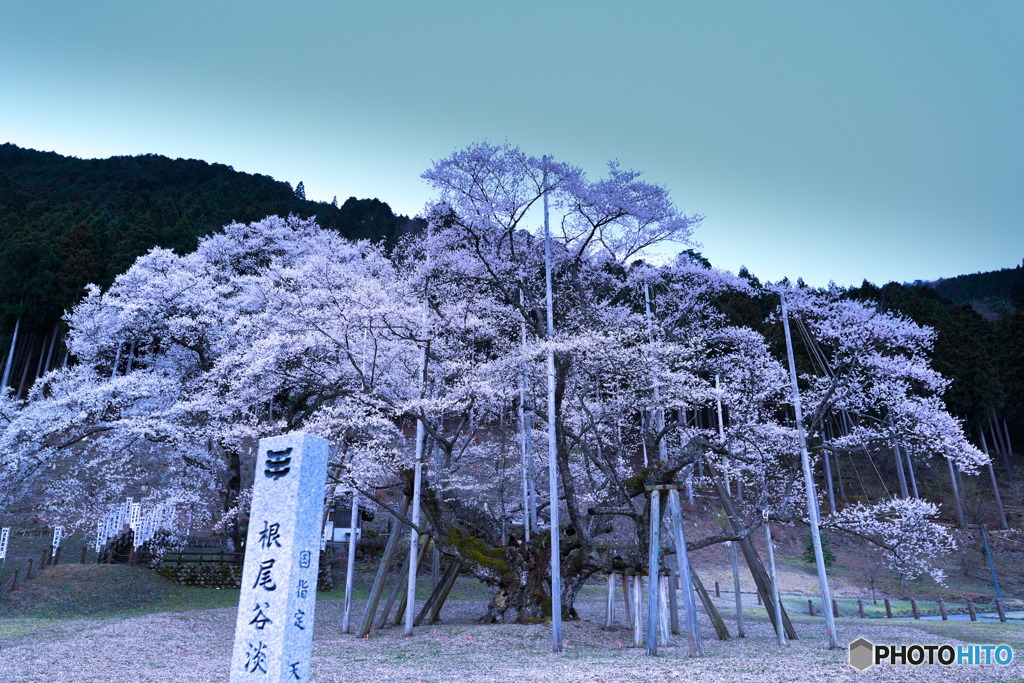 淡墨桜