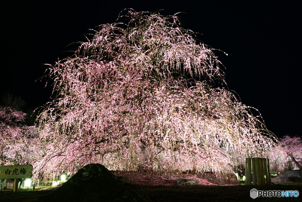 鈴鹿の森庭園　しだれ梅