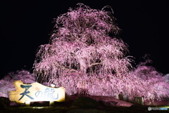 鈴鹿の森の庭園　しだれ梅