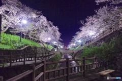 夜桜2