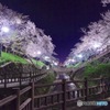 夜桜2