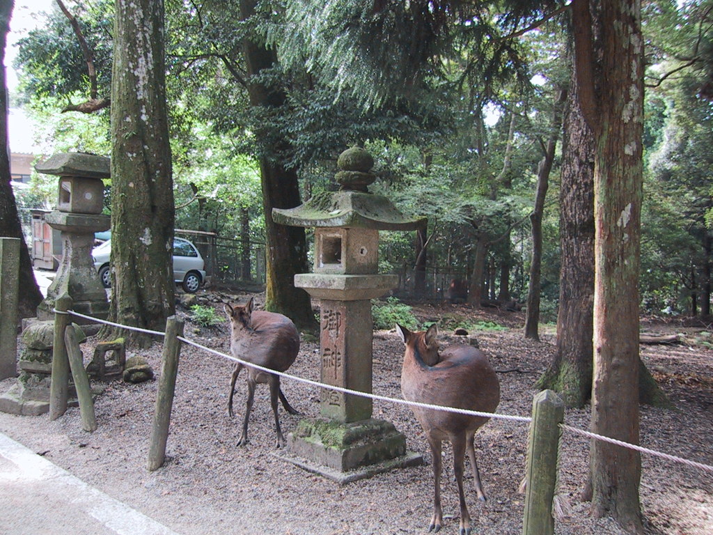 奈良公園の鹿　２頭が真似しあってる