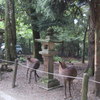 奈良公園の鹿　２頭が真似しあってる