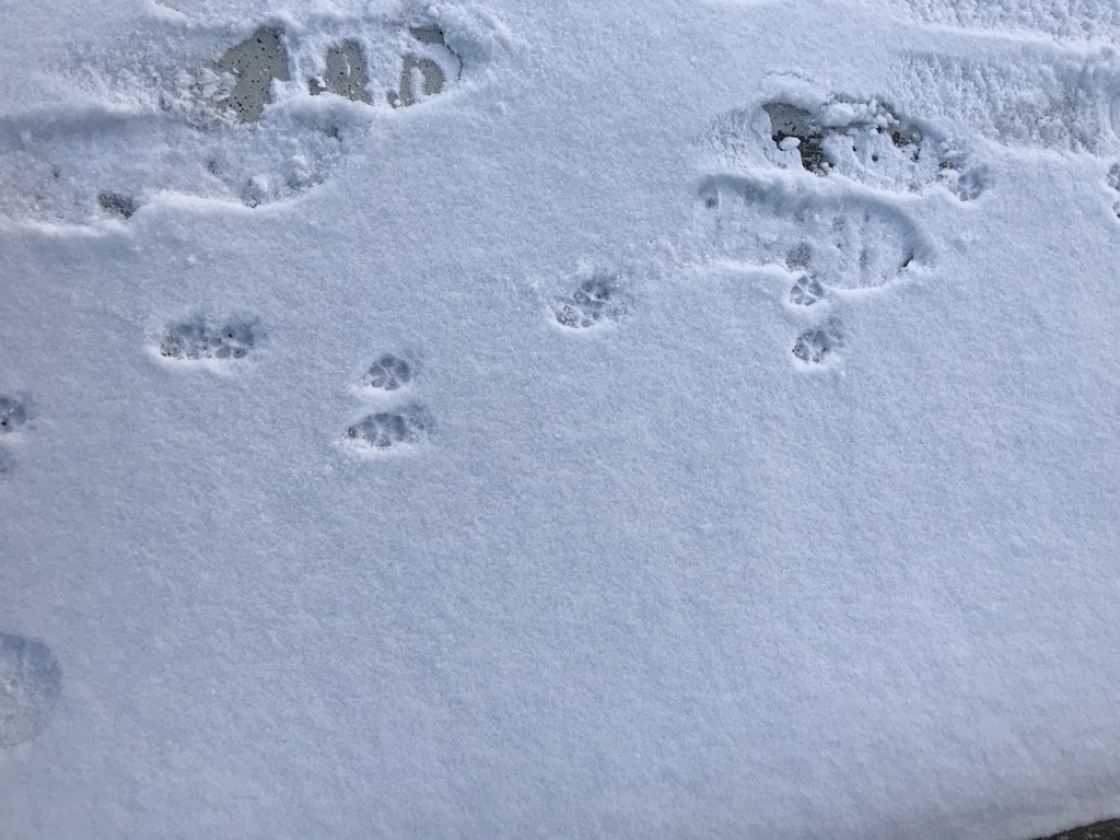 雪の朝、犬と散歩