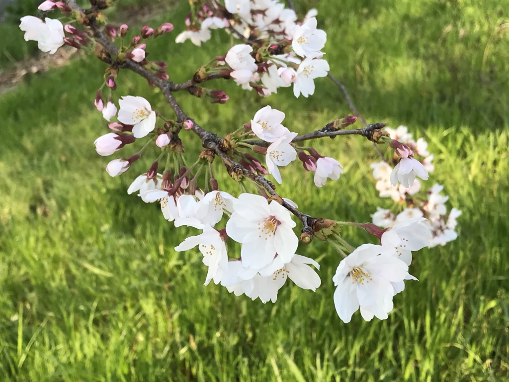 奈良　佐保川の桜