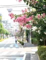 夏に浮く花