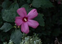 花咲く