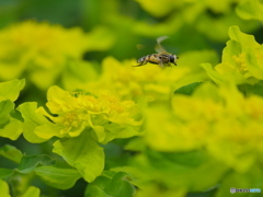 美味しい蜜がありそう