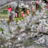 桜祭り