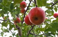 リンゴ畑２
