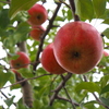 リンゴ畑２