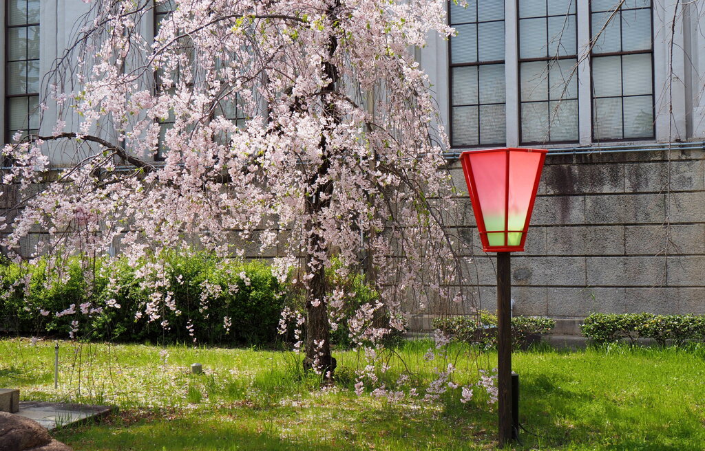 造幣局の枝垂れ桜