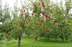リンゴ畑１