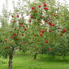 リンゴ畑１