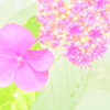 紫陽花art 2