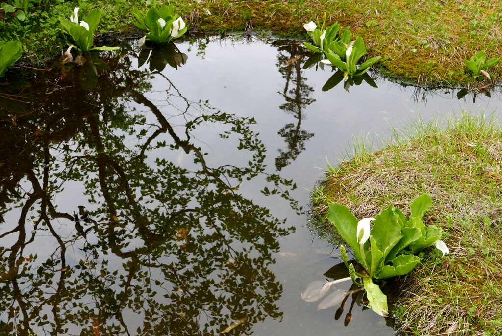 水辺の水芭蕉