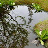 水辺の水芭蕉