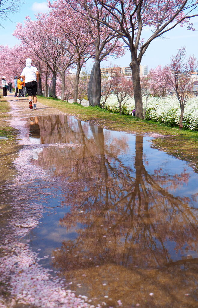 桜と水溜り１