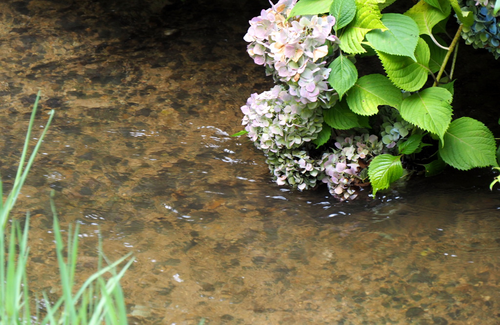 水辺の紫陽花３