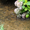 水辺の紫陽花３