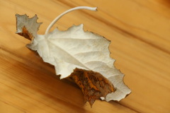 リバーシブル♪