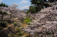 夙川沿い満開♪