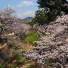 夙川沿い満開♪