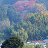 岡寺三重塔を望む