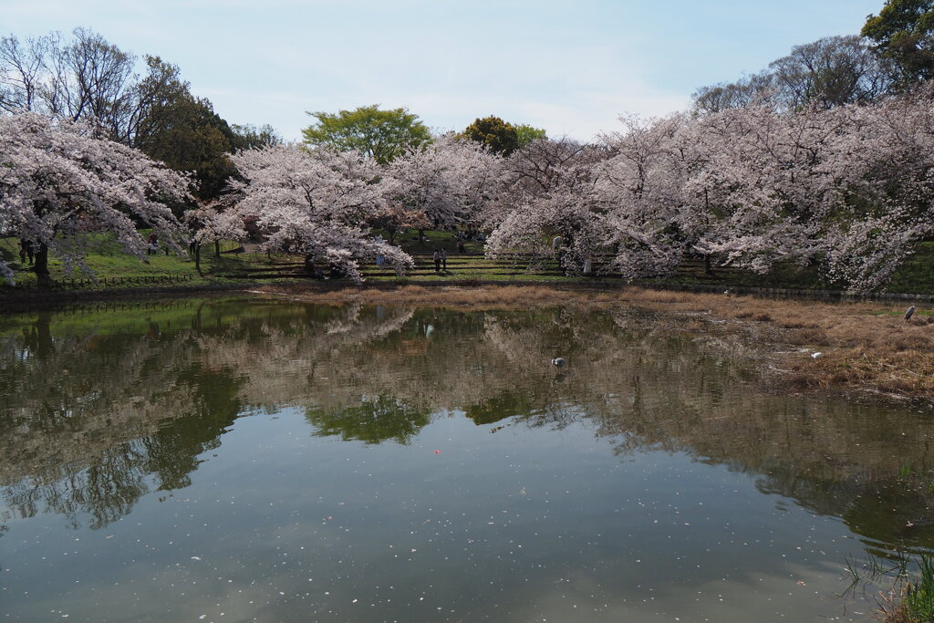 桜とアオサギ  4