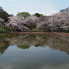 桜とアオサギ  4