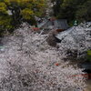 紀三井寺満開♪②
