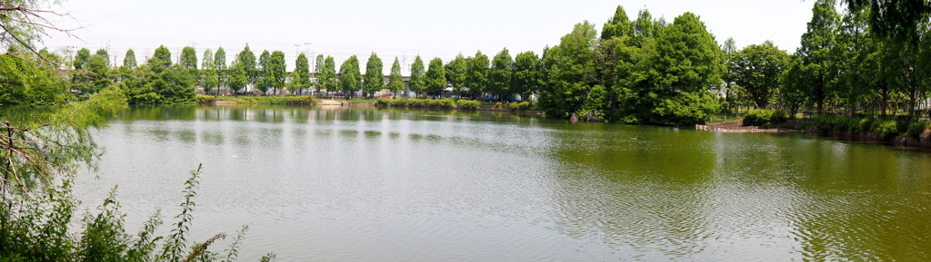 菰池の緑２
