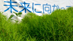 外壁の花壇②