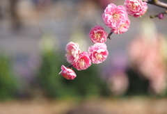 春を呼ぶ公園