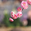 春を呼ぶ公園