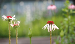 ロッジ舞洲の花たち②