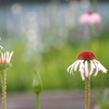 ロッジ舞洲の花たち②