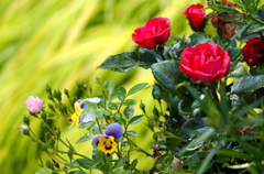 雨あがりの花たち１