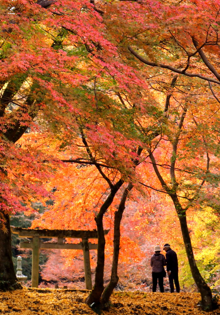 紅葉に包まれて♪