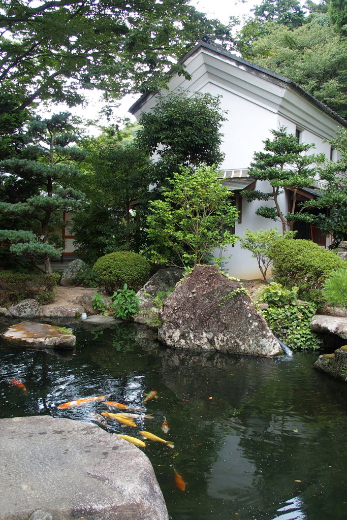 鯉の池