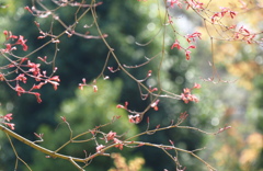 早春の森