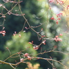 早春の森