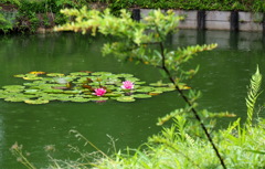 緑池の睡蓮