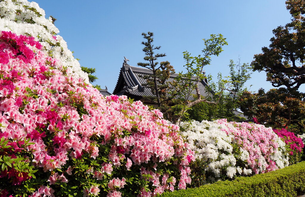 法雲禅寺⑤